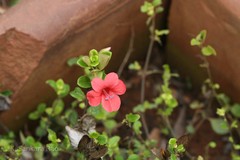 Barleria repens